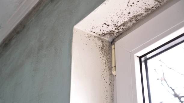 Best Mold Testing  in Cudahy, WI