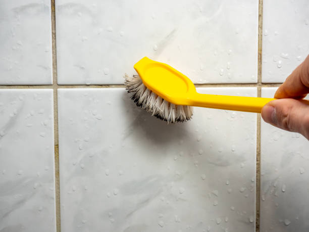 Best Toxic Mold Removal  in Cudahy, WI