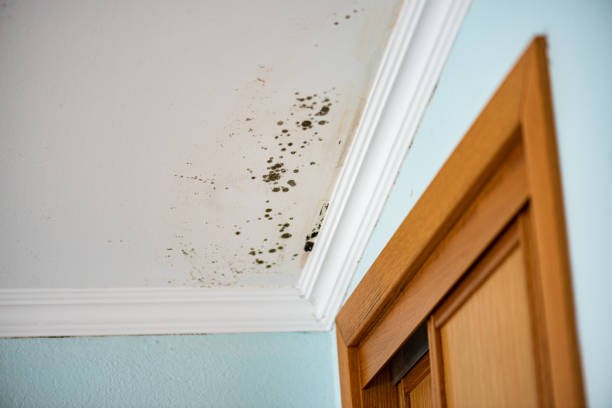Home Mold Removal in Cudahy, WI