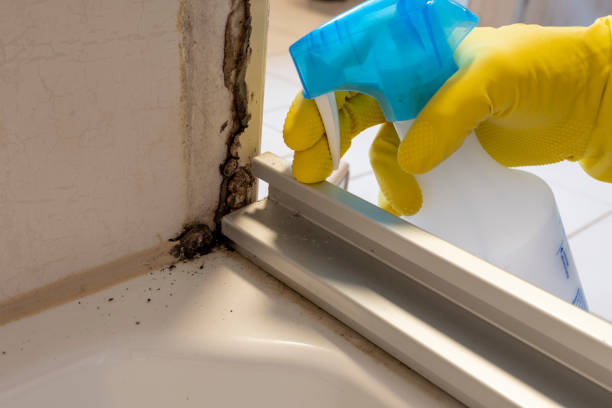 Best Professional Mold Removal  in Cudahy, WI