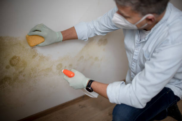 Best Local Mold Removal Service  in Cudahy, WI