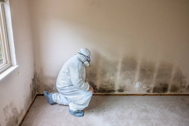 Best Office Mold Removal Services  in Cudahy, WI