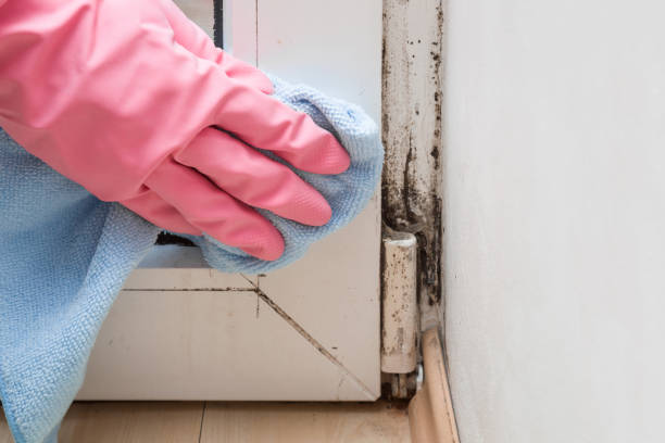 Best Black Mold Removal  in Cudahy, WI