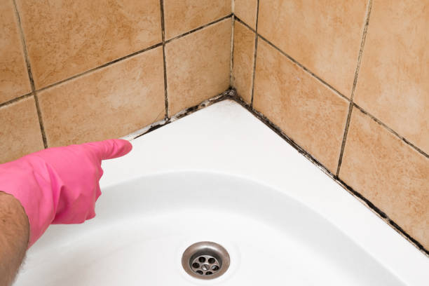 Best Commercial Mold Removal  in Cudahy, WI
